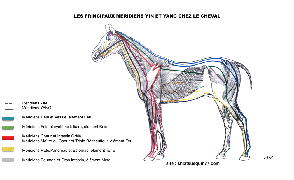 Shiatsu équin méridiens Yin et Yang du cheval Shiatsu équin c'est quoi