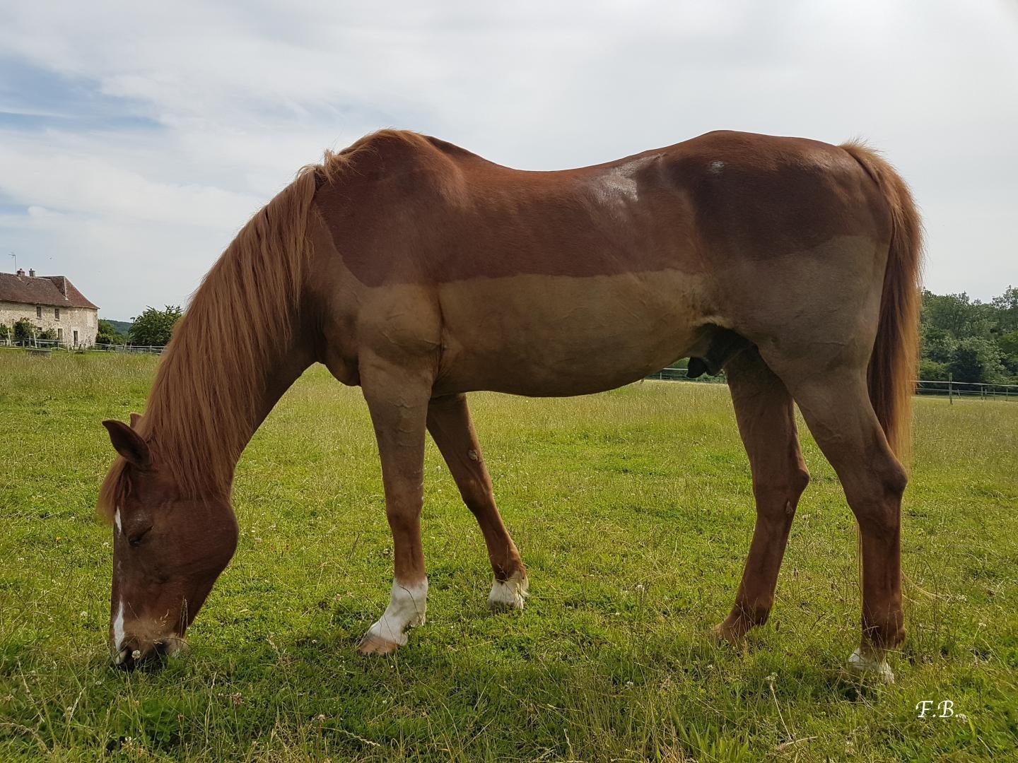 Shiatsu équin pour vieux cheval sénior Shiatsu équin pour cheval âgé en Seine et Marne